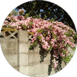 Profile photo of Lyly Vo