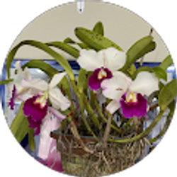 Profile photo of Tan Pham