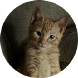 Profile photo of Lisa McGee