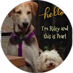 Profile photo of Donna Blight