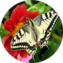 Profile photo of Mirna Estremera