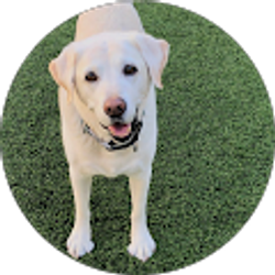 Profile photo of Rebecca Rossi