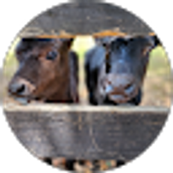 Profile photo of Emma Altieri