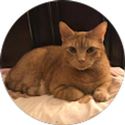 Profile photo of Mig Crowe