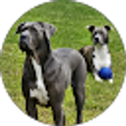 Profile photo of Rich Piccione