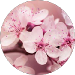 Profile photo of Ilse Vitela