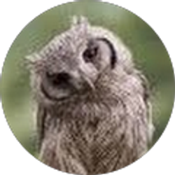 Profile photo of Nicole Spitaleri