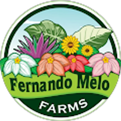 Profile photo of Fernando Melo