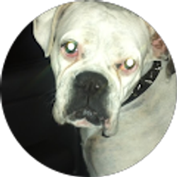 Profile photo of chris schleifer