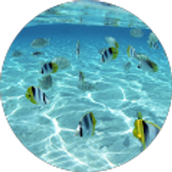 Profile photo of Christina Knauer