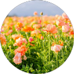 Profile photo of Albert's Flowers