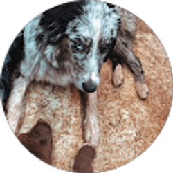 Profile photo of Dakota Catron