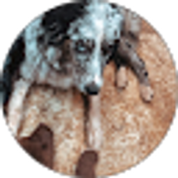 Profile photo of Dakota Catron