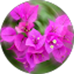 Profile photo of Maimoonah Abdul-Hakeem