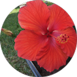 Profile photo of Renna G.