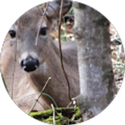 Profile photo of Wray Shelton