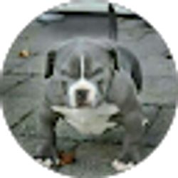 Profile photo of Carmelo lizards