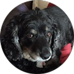 Profile photo of Frank Laskero