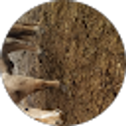 Profile photo of horse buddies