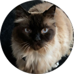 Profile photo of Jackson Wilkes