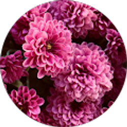 Profile photo of Dalia Gonzalez