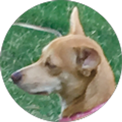 Profile photo of Paul schain