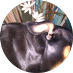 Profile photo of Areliz Rodríguez