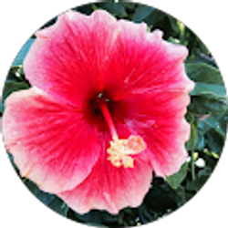 Profile photo of Bonnie L Candle