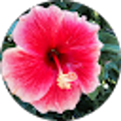 Profile photo of Bonnie L Candle