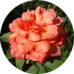 Profile photo of Cristina Padilla