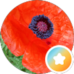 Profile photo of Shelly