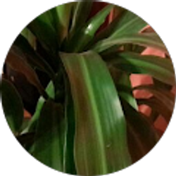 Profile photo of Rey Najera