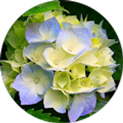 Profile photo of simeen alikhan kazmi