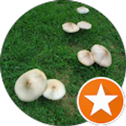 Profile photo of Mohammed Alramadan