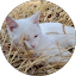 Profile photo of Alyssa Bishop