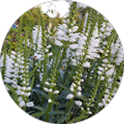 Profile photo of iryna reiterovych