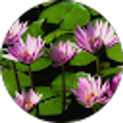 Profile photo of Nancy Thompson