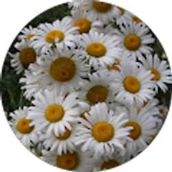 Profile photo of Ann Chapman