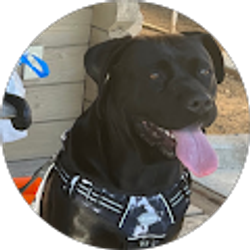 Profile photo of Dennis Ocampo