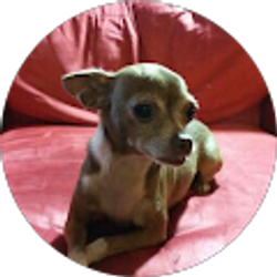 Profile photo of Wilhelmina Estevez