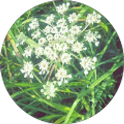 Profile photo of Miranda Witt