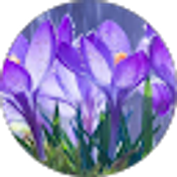 Profile photo of Ann Smith