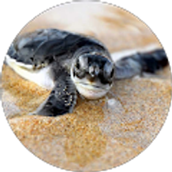 Profile photo of Brianna Rubio