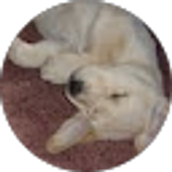 Profile photo of dazedandconfused confused
