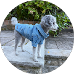 Profile photo of yin you