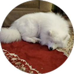 Profile photo of John Snow