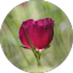 Profile photo of Brigida Teetz