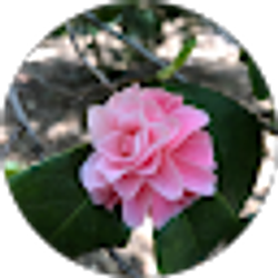 Profile photo of 한성