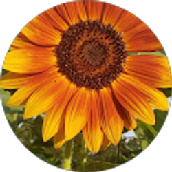 Profile photo of Bonnie Upton