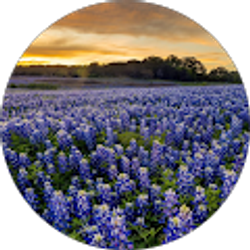 Profile photo of Lazy Goat